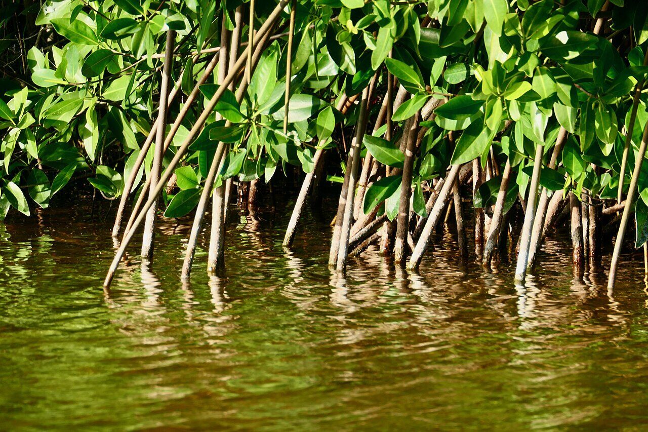 Manglares en Sisal, Yucatán